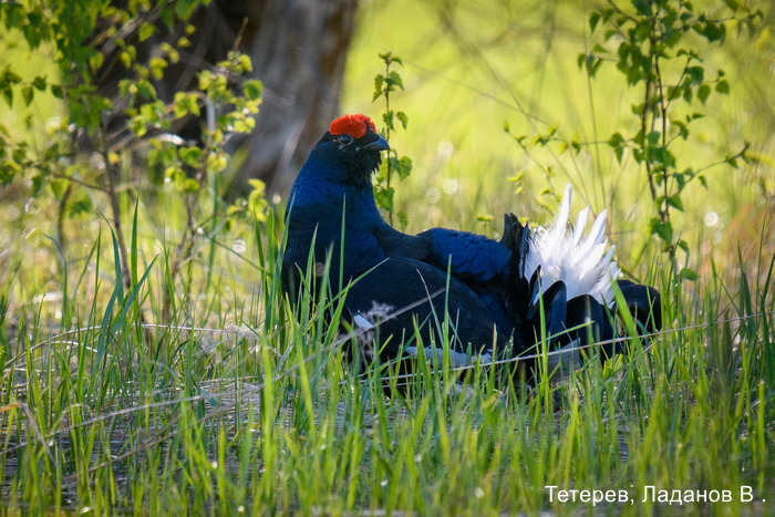 Тетерев, Ладанов В (4)