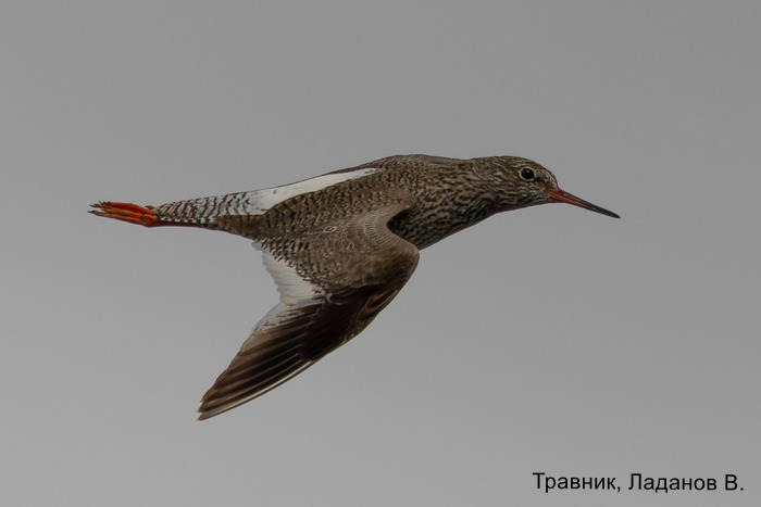 Травник, Ладанов В.