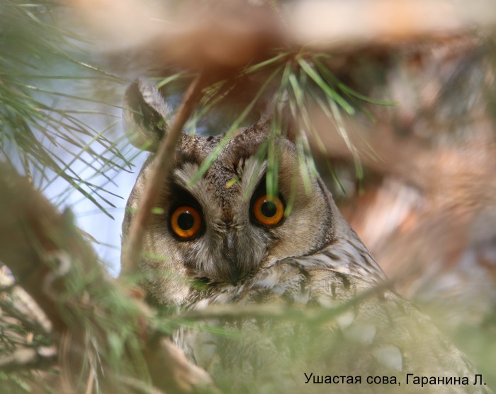 Ушастая сова, Гаранина Л.