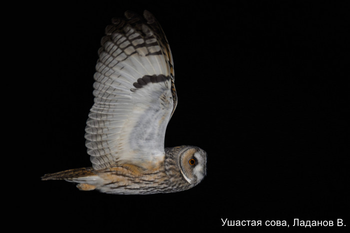 Ушастая сова, Ладанов В. (1)