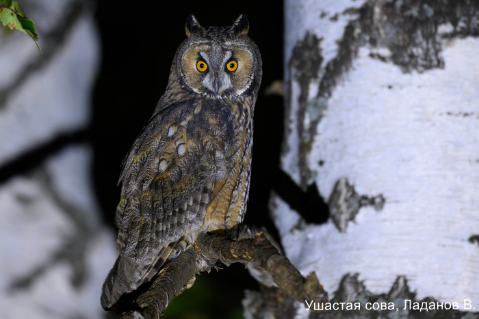 Ушастая сова, Ладанов В. (2)