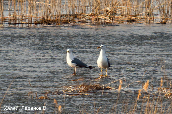 Халей, Ладанов В.