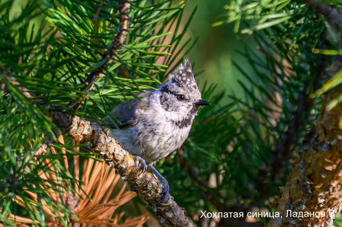 Хохлатая синица, Ладанов В.