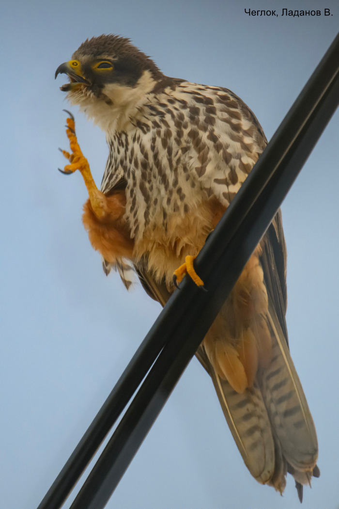 Чеглок, Ладанов В.