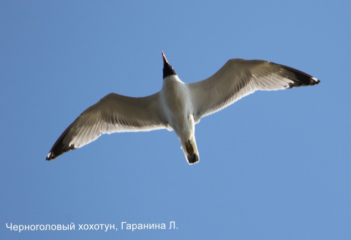 Черноголовый хохотун, Гаранина Л.