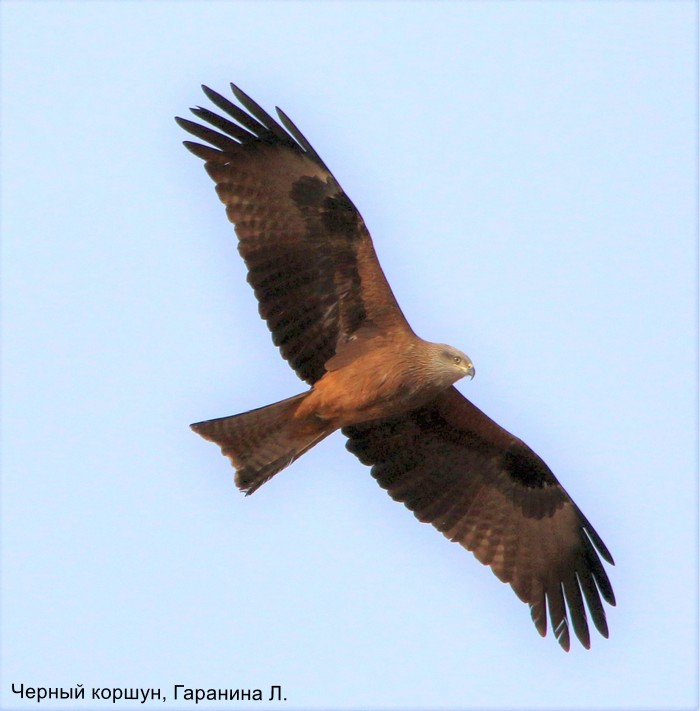 Черный коршун, Гаранина Л.