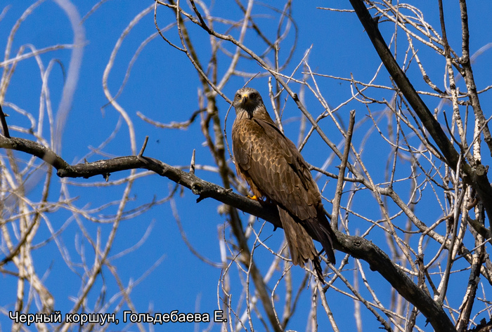 Черный коршун, Гольдебаева Е.