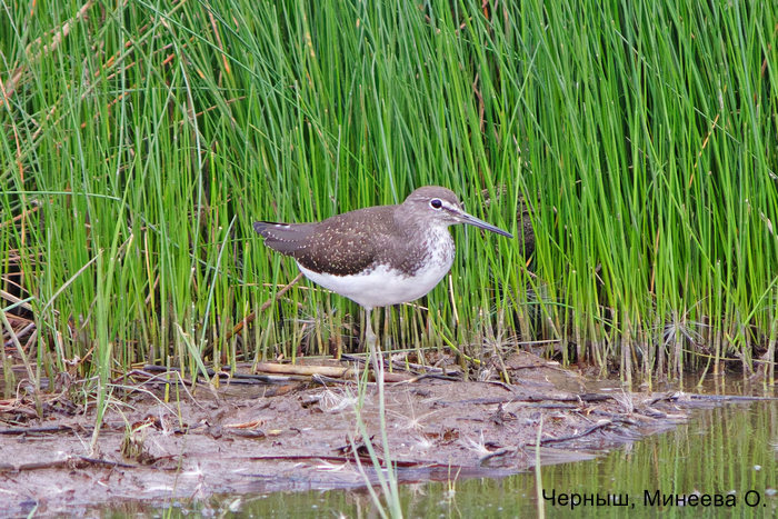 Черныш, Минеева О.