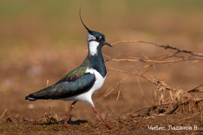 Чибис, Ладанов В.