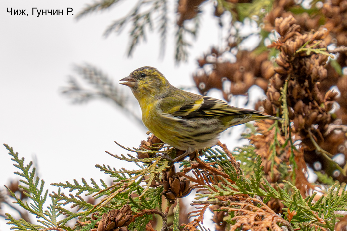 Чиж, Гунчин Р.