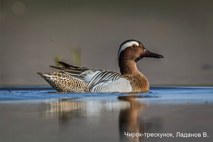 Чирок-трескунок, Ладанов В.