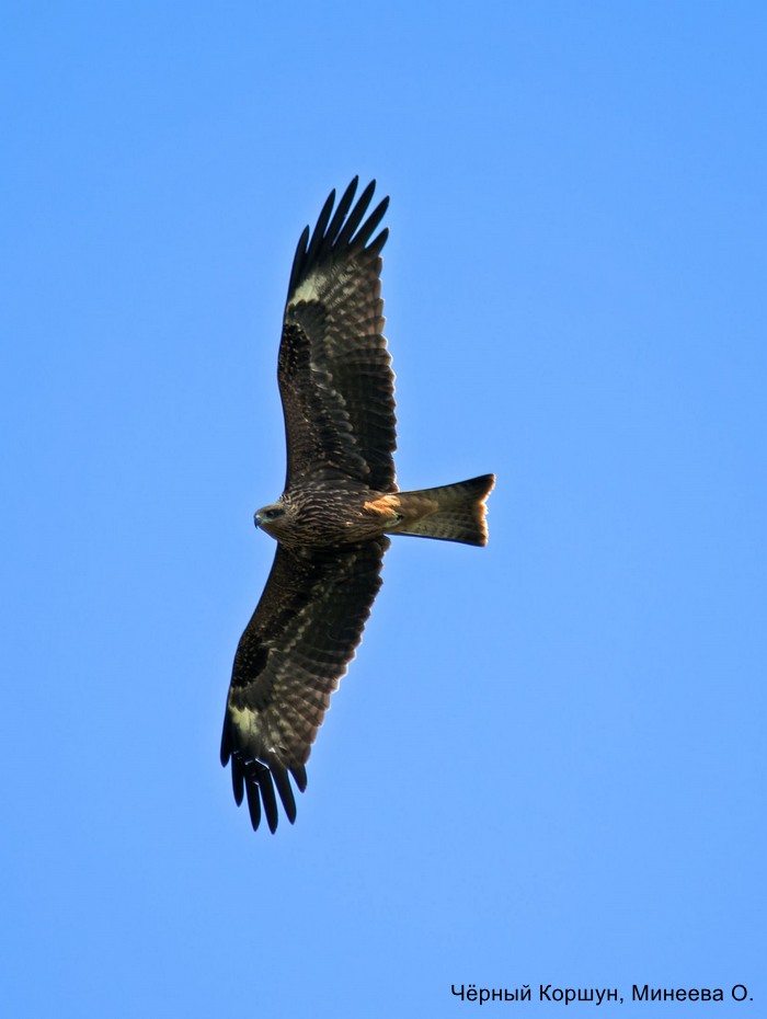 Чёрный Коршун, Минеева О.