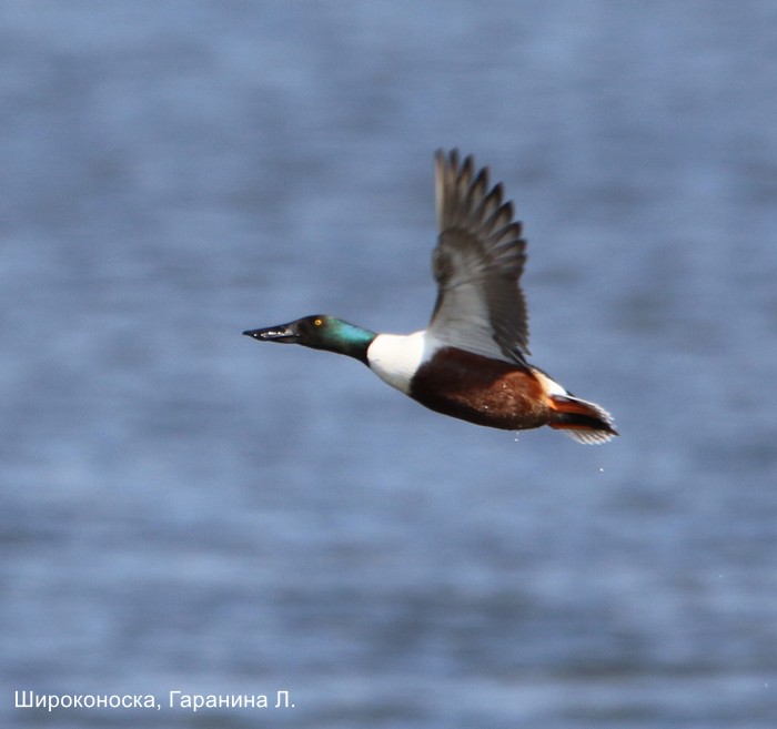 Широконоска, Гаранина Л.