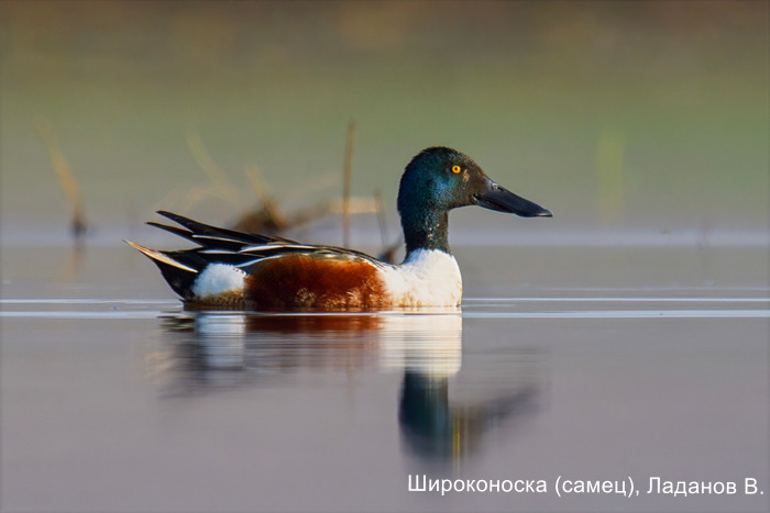 Широконоска (самец), Ладанов В.