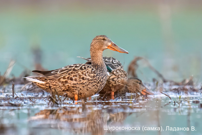 Широконоска (самка), Ладанов В.