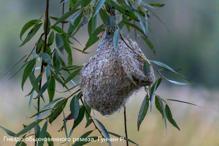 гнездо обыкновенного ремеза, Гунчин Р.