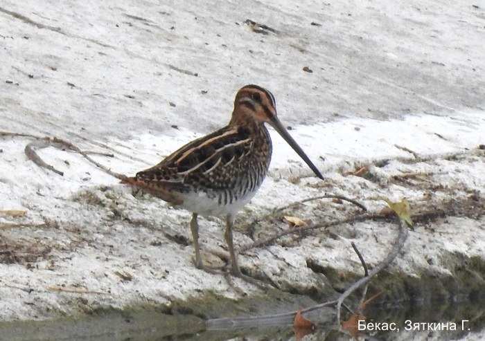 Бекас, Зяткина Г.