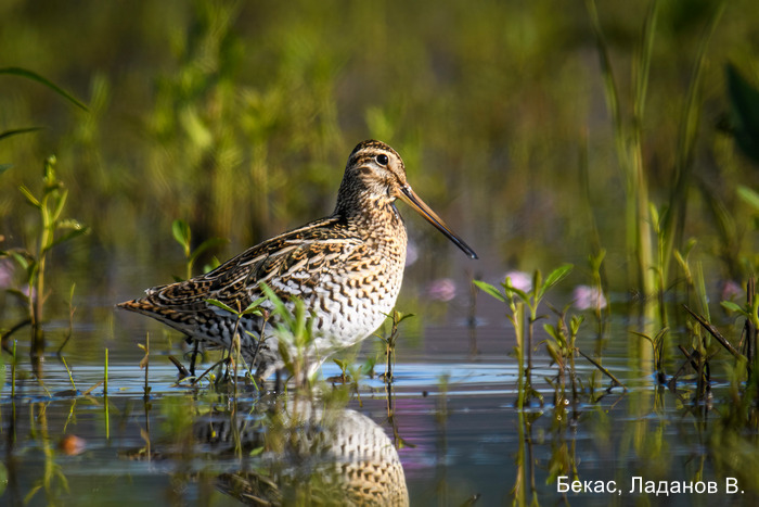 Бекас, Ладанов В.