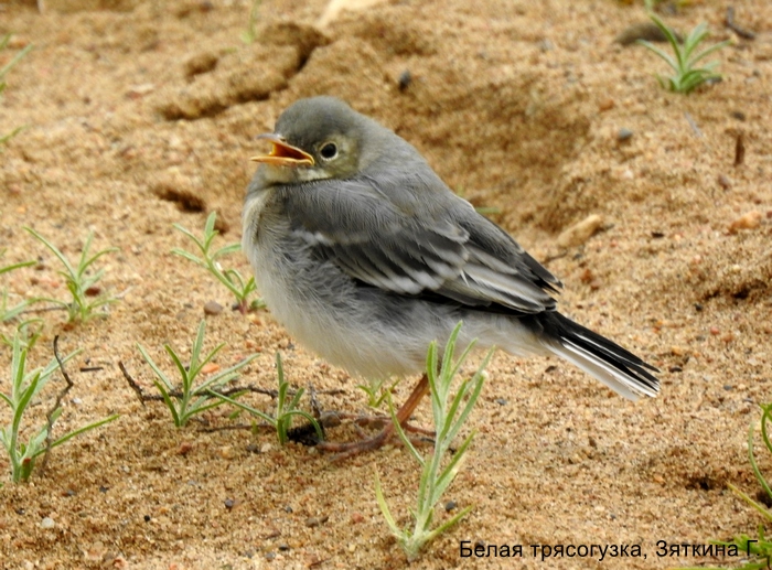 Белая трясогузка, Зяткина Г.