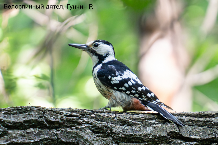 Белоспинный дятел, Гунчин Р.