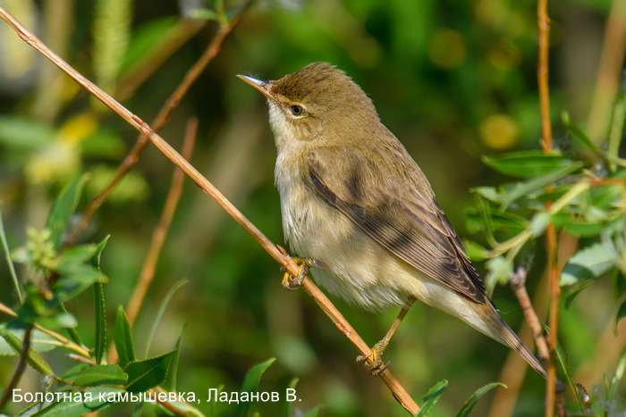 Болотная камышевка, Ладанов В.
