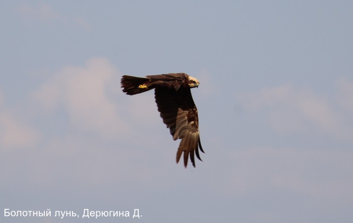 Болотный лунь, Дерюгина Д.
