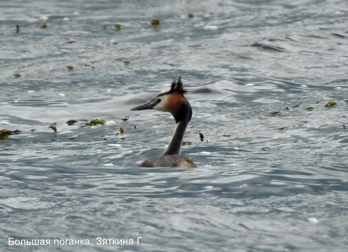 Большая поганка, Зяткина Г.