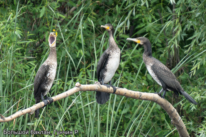 Большой баклан, Гунчин Р.