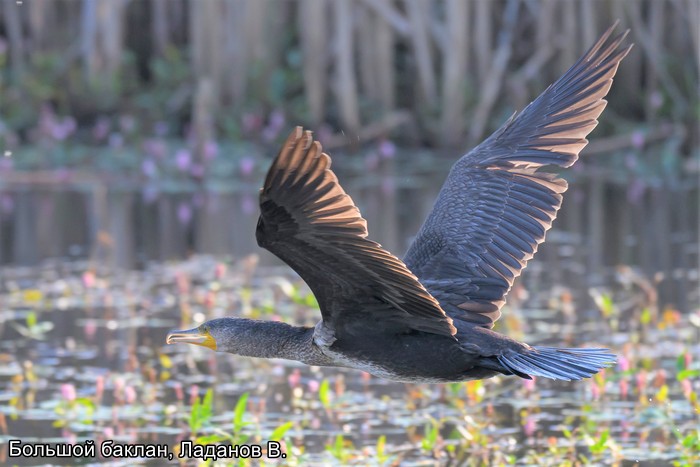 Большой баклан, Ладанов В.