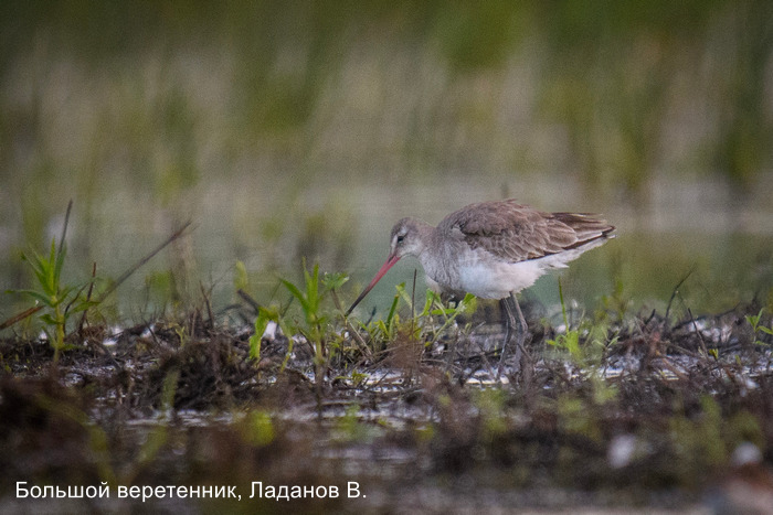 Большой веретенник, Ладанов В.