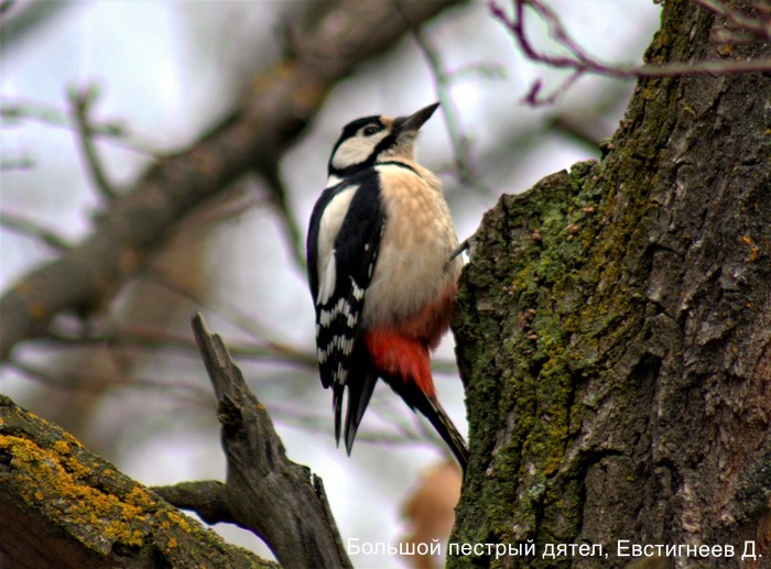 Большой пестрый дятел, Евстигнеев Д.