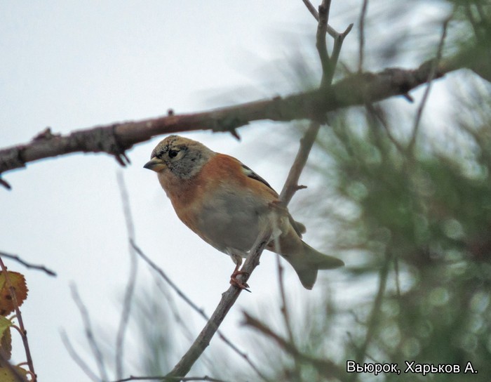 Вьюрок, Харьков А.