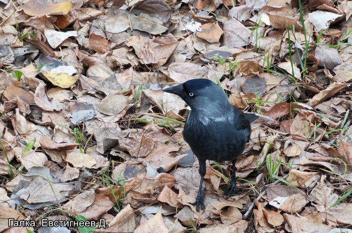Галка, Евстигнеев Д.