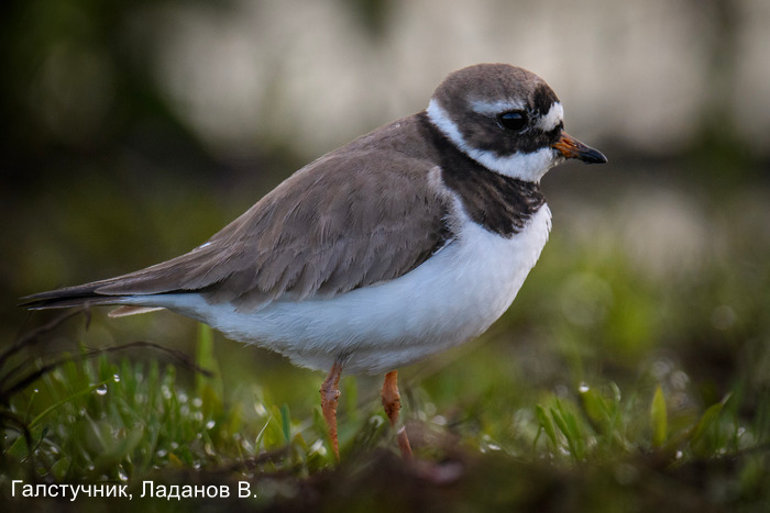 Галстучник, Ладанов В.