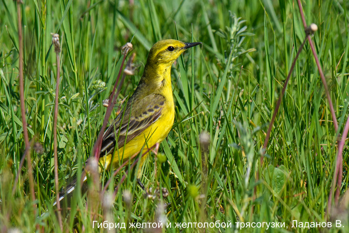 Гибрид желтой и желтолобой трясогузки, Ладанов В.