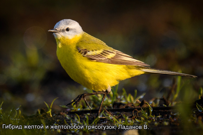 Гибрид желтой и желтолобой трясогузок, Ладанов В.