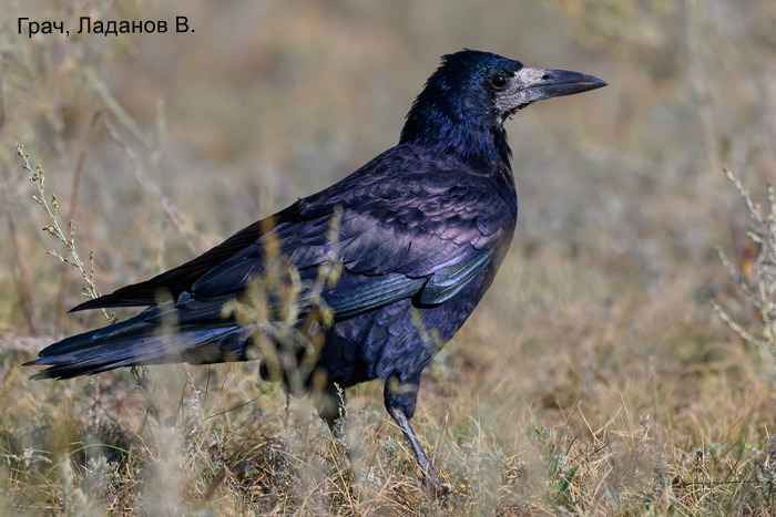 Грач, Ладанов В.