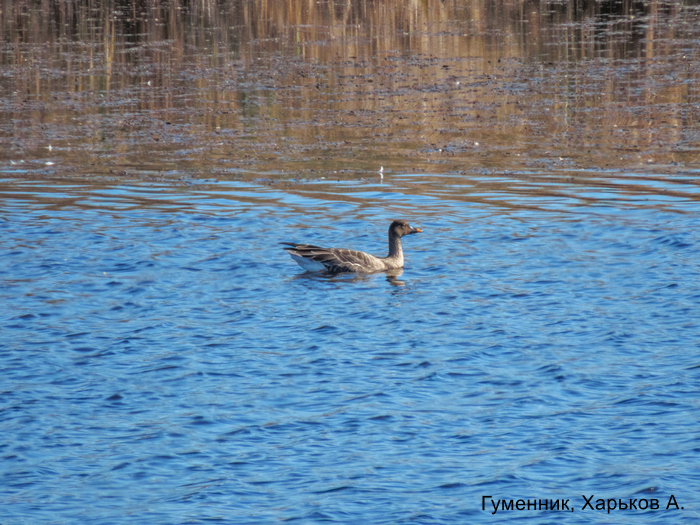 Гуменник, Харьков А.