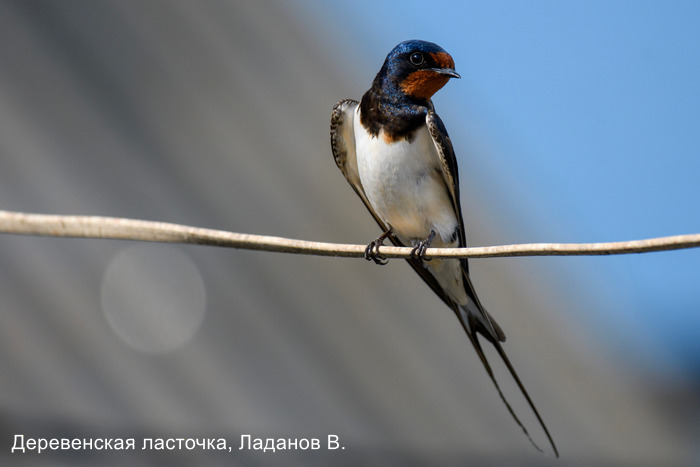 Деревенская ласточка, Ладанов В.