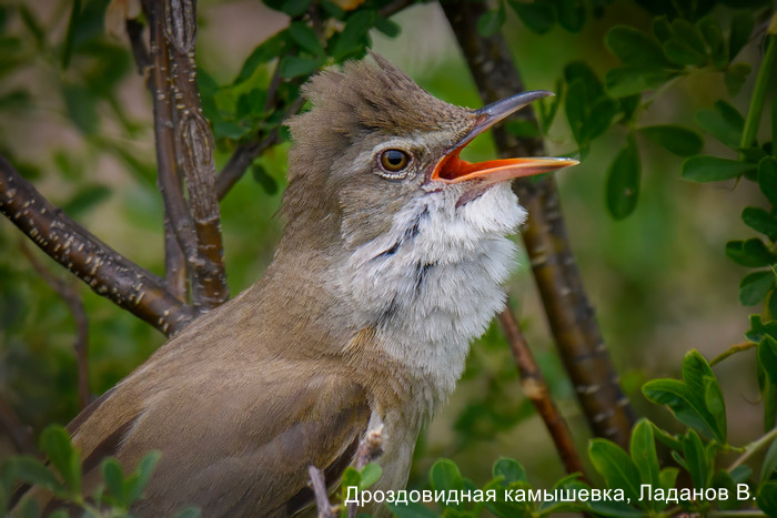 Дроздовидная камышевка, Ладанов В.