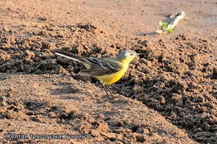 Желтая трясогузка, Гунчин Р.