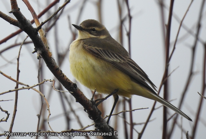 Желтая трясогузка северная, Зяткина Г.