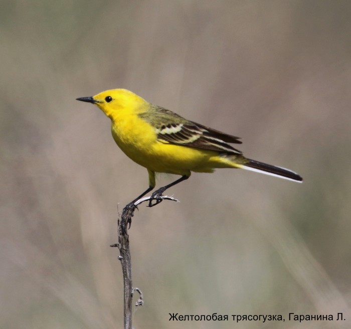 Желтолобая трясогузка, Гаранина Л.