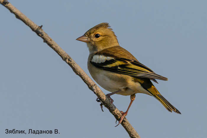 Зяблик, Ладанов В.