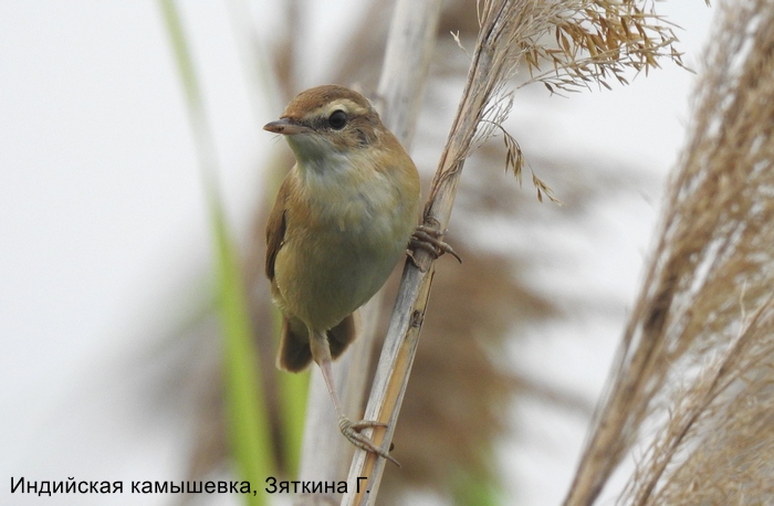 Индийская камышевка, Зяткина Г.
