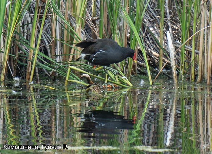 Камышница, Гунчин Р.