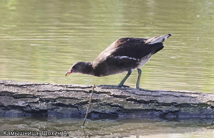 Камышница, Шохин А.