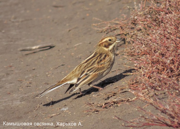 Камышовая овсянка, Харьков А.