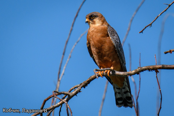 Кобчик, Ладанов В.