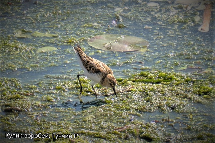 Кулик-воробей, Гунчин Р.